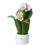 Pianta Natura 2 Fiori Gli Alberelli h. 16 cm.
