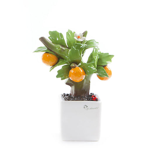 LA FANTASIA IN BONSAI – Pianta Bonsai Arancio Gli Alberelli