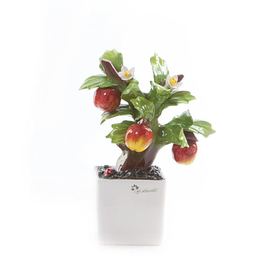 LA FANTASIA IN BONSAI – Pianta Bonsai Melo Gli Alberelli