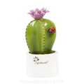 Pianta grassa colorata mignon: Ancistrocactus Gli Alberelli