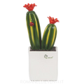 Pianta grassa media - Cactus Gli Alberelli