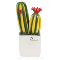 Pianta grassa piccola - Cactus Gli Alberelli