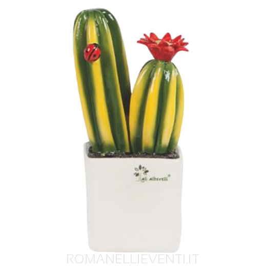 Pianta grassa piccola - Cactus Gli Alberelli